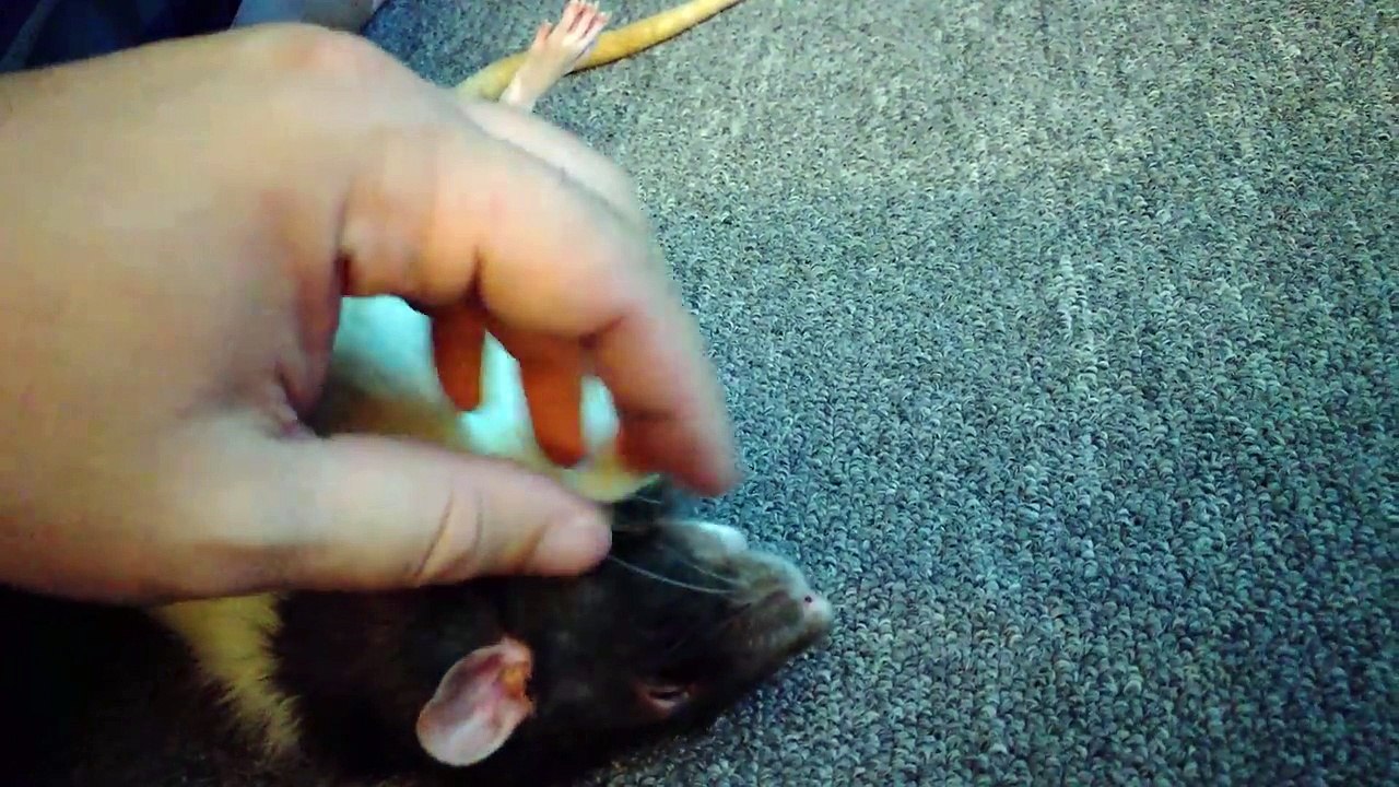 Pet rat absolutely loves belly rubs