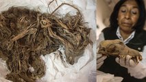 1,000-Year-Old Strangled Dogs are Found In Peru