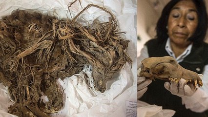 1,000-Year-Old Strangled Dogs are Found In Peru
