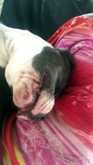 American Bulldog sleeps in strangest way imaginable