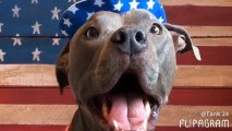 Pit Bull struggles with voting decision