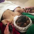 Este cão teve direito a uma sessão de massagem completa!