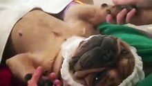 Este cão teve direito a uma sessão de massagem completa!