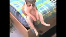 funny cats acting like humans