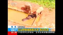 Trois éléphants sauvés à la pelleteuse en Chine
