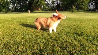 Amazing Slow Motion Pets Video Compilation 2016