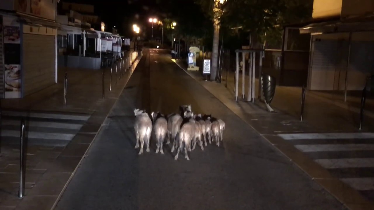 Une dizaine de sangliers se balade en plein centre-ville