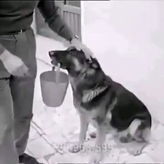 a hungry Dog - best video must watch
