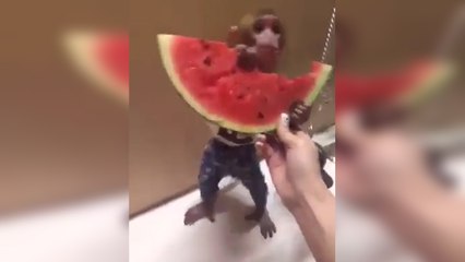 Petit singe trop mignon (à partager)