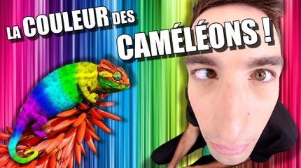 IDÉE REÇUE #14 : La couleur des caméléons