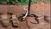 Latest Most Viral Whatsapp Funny Videos _ Snake Vs Snake _ AR Entertainments_HIGH