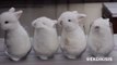 Intenta no MORIR DE AMOR con este video ¦ Animales Tiernos 2016