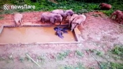 Three elephants, trapped in man-made pond, guarded by entire herd