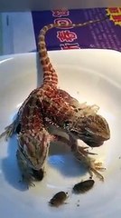 tiene 2 CABEZAS Y mírala COMER!! || 2 HEADS see EATING!!