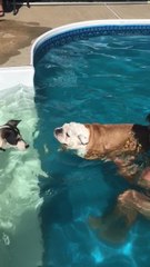 Gerald the Bulldog takes swimming lessons