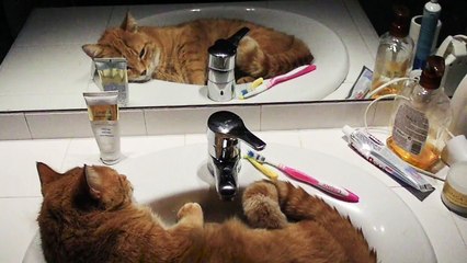 Cat decides to chill out in bathroom sink