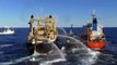 Dramatic whaling footage - Sea Shepherd ships plan to halt Japanese fleet