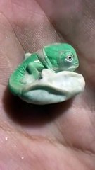 Incroyable naissance d'un bébé caméléon !