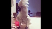 Cockatoo shows off impressive dance moves