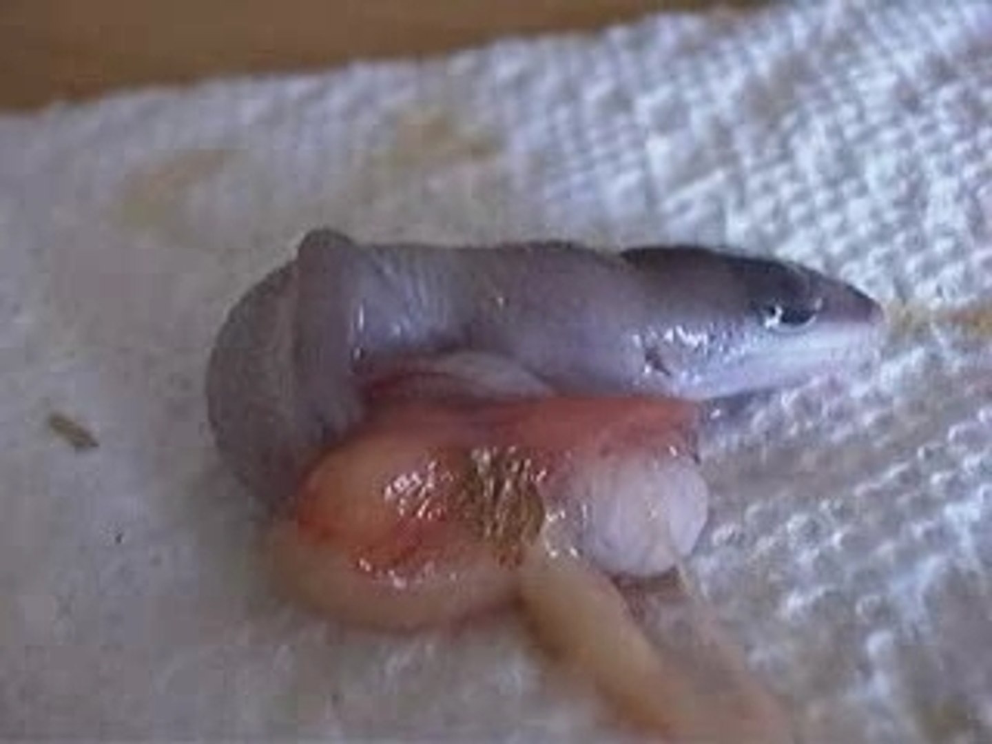 Bebe Gecko Video Dailymotion
