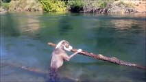 Beautiful pit bull playing in the Yuba River