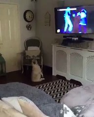 Une drôle de danse pour ce chien !