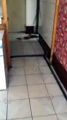 el super gato, gato es acosado por una rata