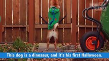 Funny Halloween Pets Video Compilation 2016 | Daily Heart Beat