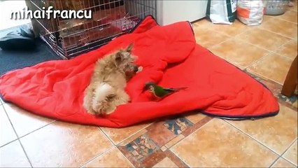 Best Of Funny Parrots Annoying Dogs Compilation - NEW HD