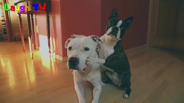 Cute Dogs Trick Whos your best friend Videos Compilation - Best funny dog vines 2016
