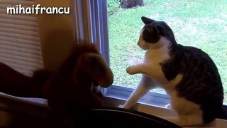 Best Of Funny Scared Cats Compilation - NEW HD