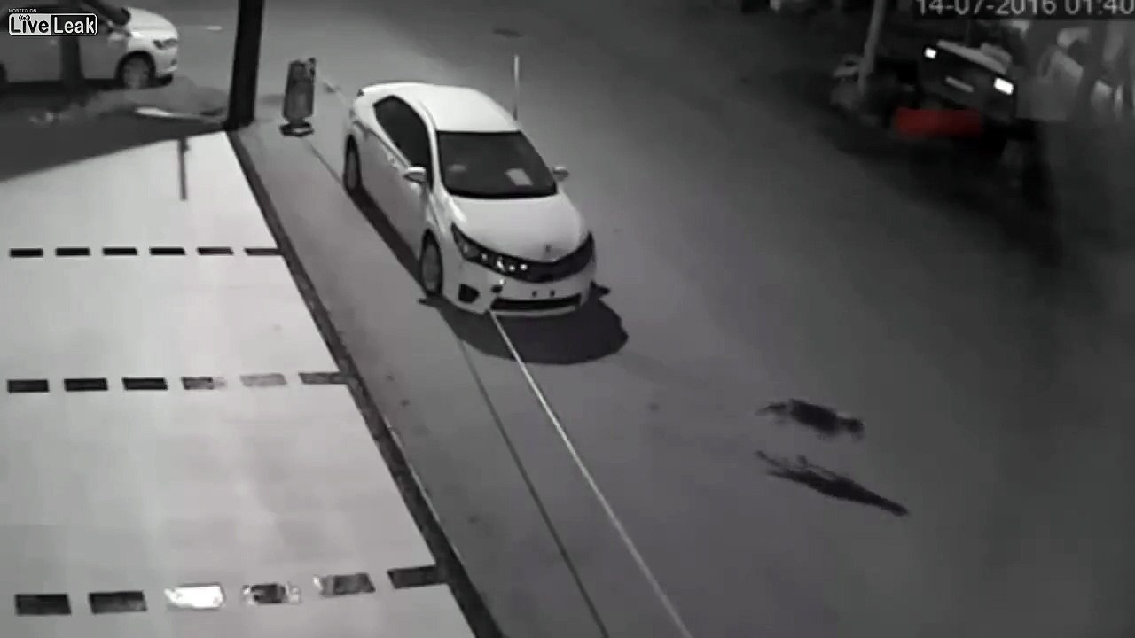 Chiens contre la voiture