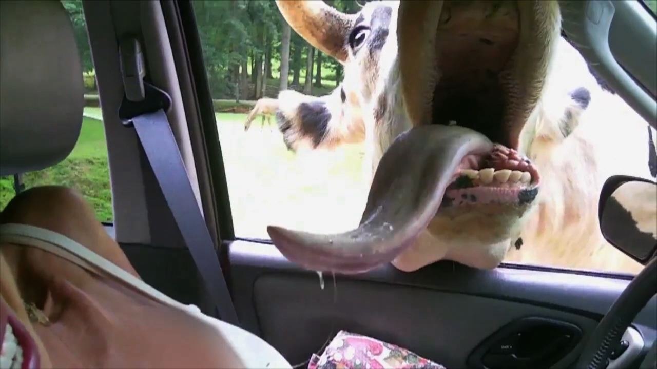 Cow Gets Too Close For Comfort