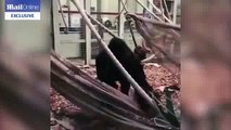 Un gorille s'est échappé de son enclos du zoo de Londres
