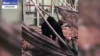 Un gorille s'est échappé de son enclos du zoo de Londres