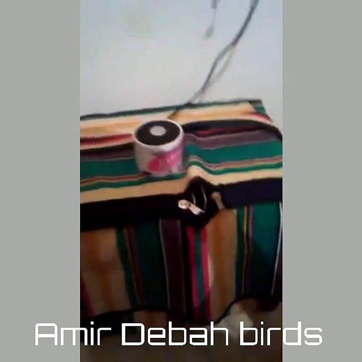 الطريقة الصحيحة لتسميع فراخ الحسون ( المقنين ) الهجين ( الميلي )