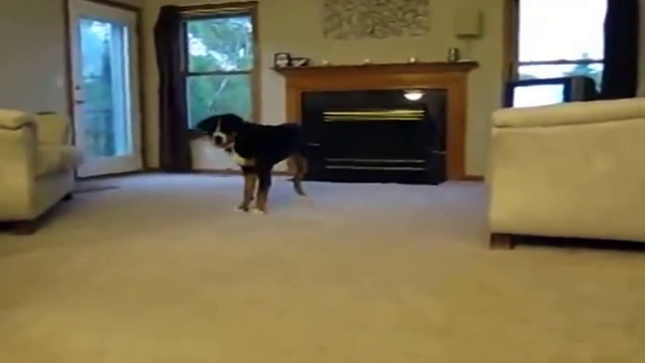 Cute animals! Ferrets and Cats go crazy!