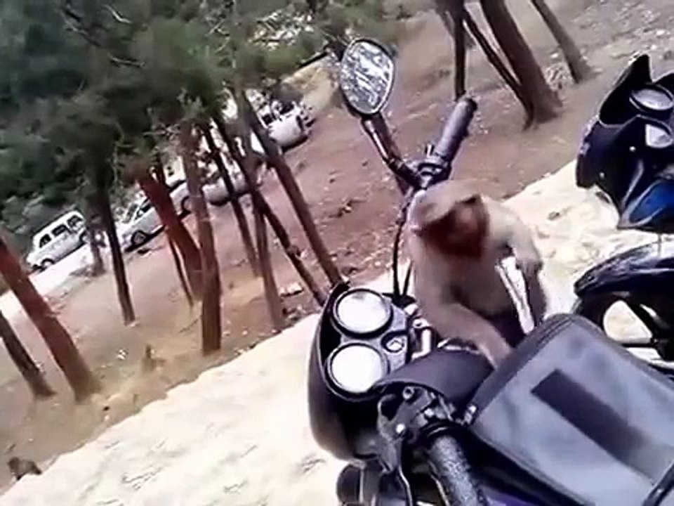 Top Funny Videos 2016 | funny monkey videos for kids