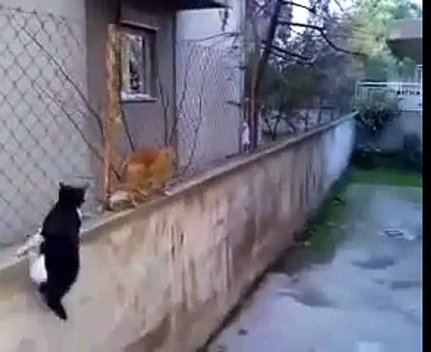 Funny Cats 2016 - Cats vs Cats - Funny Cat Videos Best Funny Videos 2016 Funny Videos Compilation #3