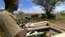 En Afrique, des éléphants sauvages ont appris comment éviter les braconniers