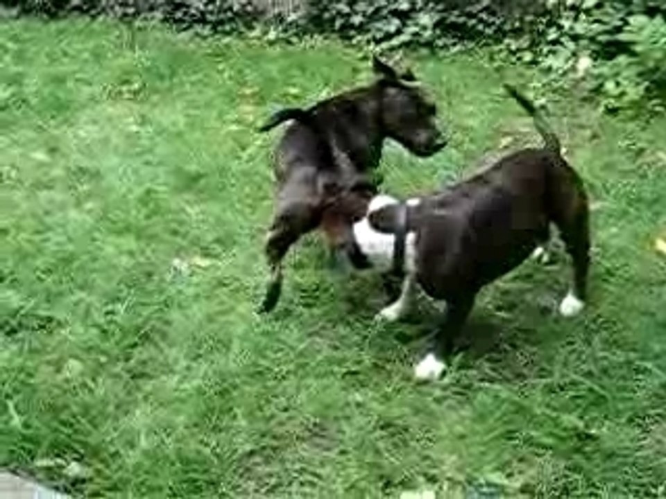 Alpha & Tita