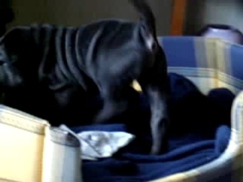 Sharpei - Repos bien mérité