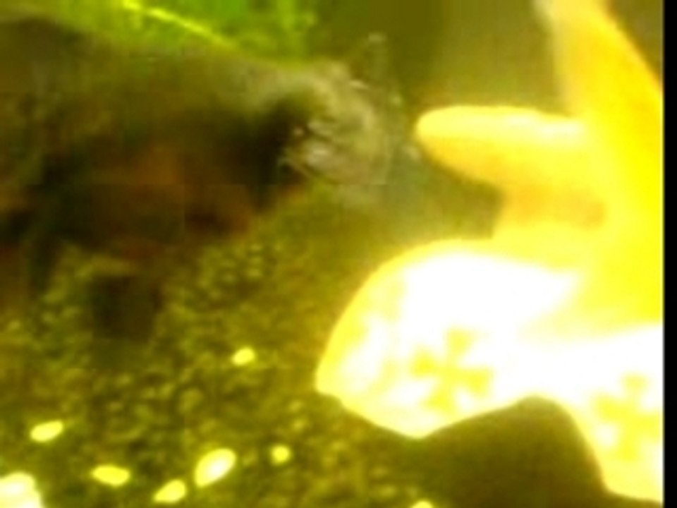 BigLouch