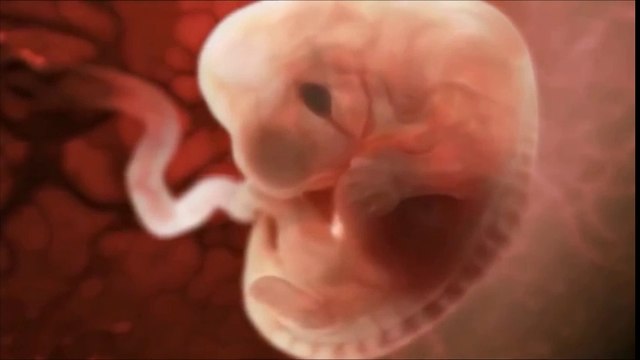 Human Body Life Cycle