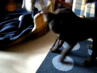 Sharpei - J'te donnerai pas ma chaussette !