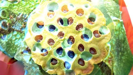 ¿PUEDES ACABAR DE VER ESTE VIDEO (Examen de Tripofobia)   Juegos Mentales