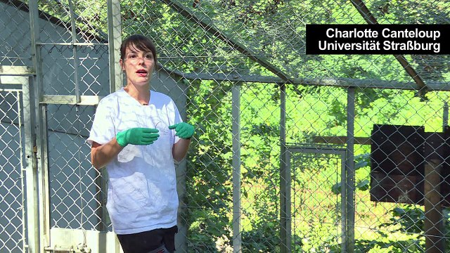 Makaken und Menschen - Forscher suchen den Unterschied