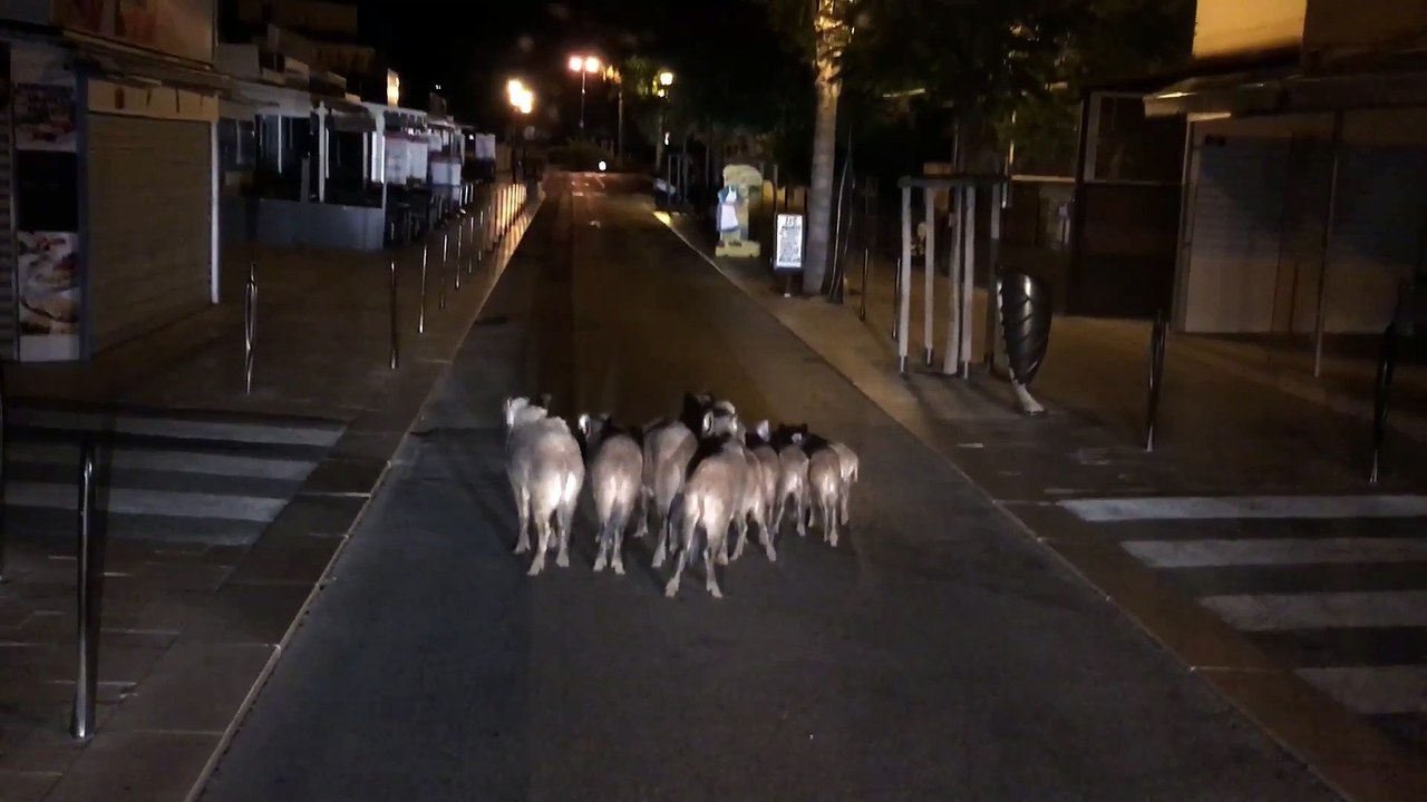 Croiser une famille de sangliers en allant au taf en ville lol