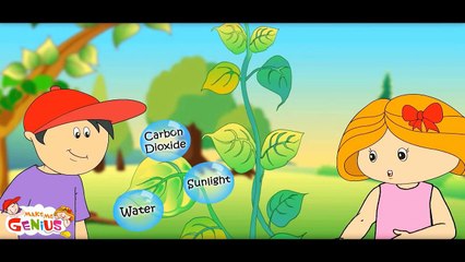 Photosynthesis in plants Animation for Kids !