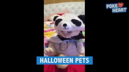 Download Video: Les animaux aussi se déguisent pour Halloween - Compilation d'animaux hilarants